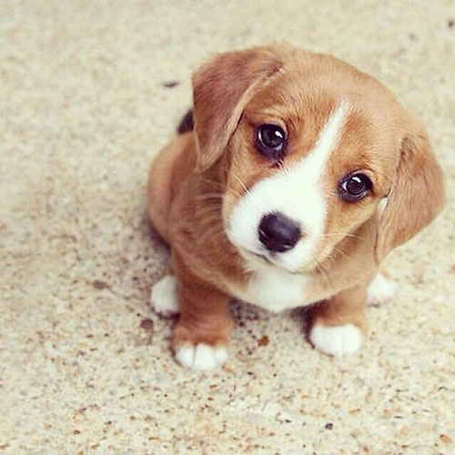 Puppy dog eyes