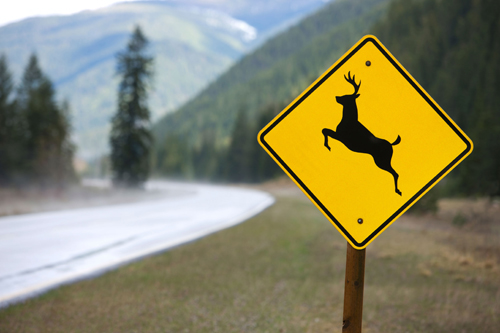 deer sign