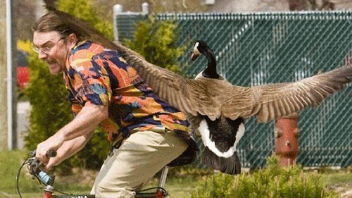 goose attack