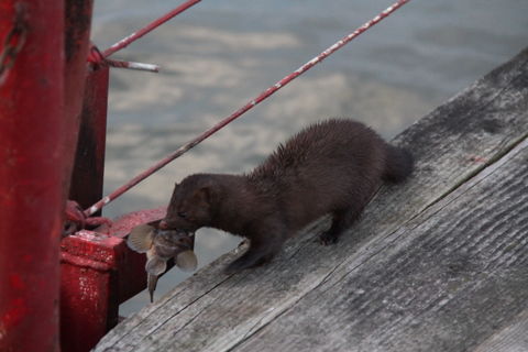 IMG 3500 Mink with fish Mustela vison