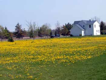 5 9dandelions2KEVIN