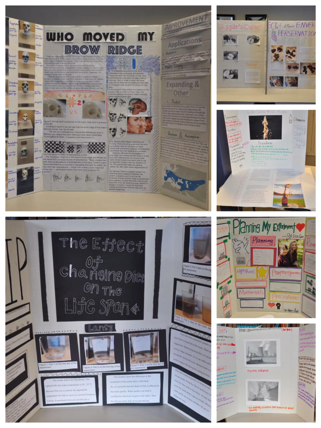 science fair 2