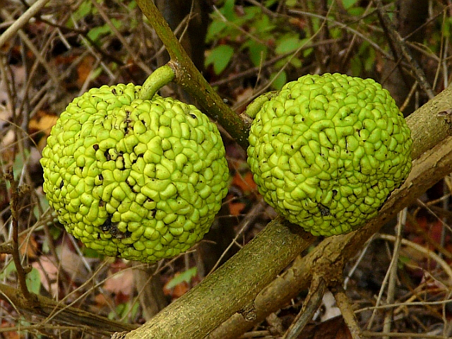 osage orange 6sh60 102013 640x480