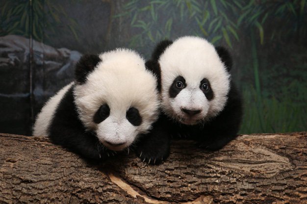 PandaCubs 2